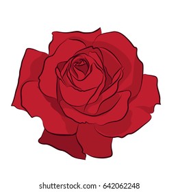 Beautiful red rose, isolated on white background. Botanical silhouette of flower. Flat stylization color. Vector illustration.