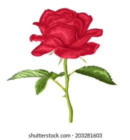 beautiful red rose with long stem and leaves with the effect of a watercolor drawing isolated on white background.