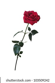 beautiful red rose on long stem isolated on white background, 
photo realistic vector illustration
