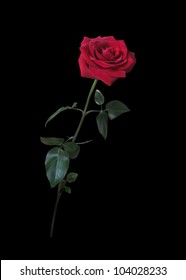Beautiful red rose on long stem isolated on black background,  photo realistic vector illustration