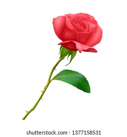 Beautiful Red rose on long stem with leaf and thorns isolated on white background, photo realistic vector illustration.