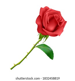 Beautiful Red rose on long stem with leaf and thorns isolated on white background, photo realistic vector Eps 10 illustration.