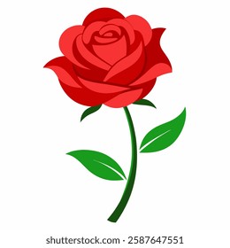 beautiful red rose on white background