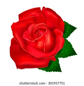 beautiful red rose on a white background