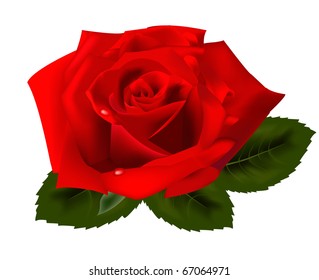 Beautiful red rose on a white background. Vector illustration.