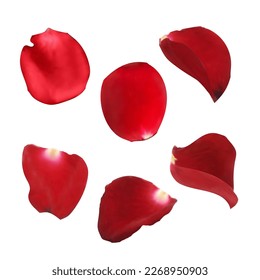 Schöne rote Rosenblätter. Vektorrealistisch. isoliert