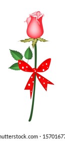 Beautiful Red Rose with Red Ribbon and Bow, Flower Is A Perfect Romantic Gift or Present for Someone Special. 