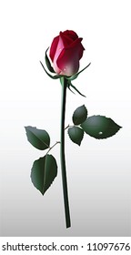 Hermosa rosa roja, ilustración vectorial