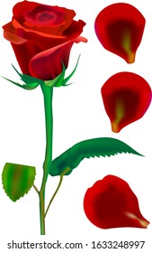 Beautiful red rose, vector illustration