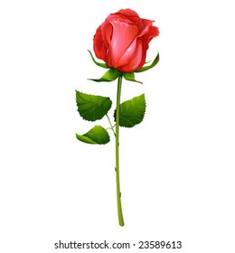 Beautiful red rose, vector illustration