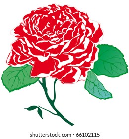 Beautiful red rose, vector illustration
