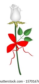 Beautiful Red Rose with White Ribbon and Bow, Flower Is A Perfect Romantic Gift or Present for Someone Special. 