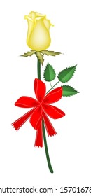 Beautiful Red Rose with Yellow Ribbon and Bow, Flower Is A Perfect Romantic Gift or Present for Someone Special. 