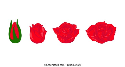 Beautiful red roses 