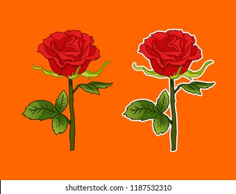beautiful red roses