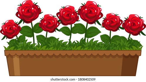 Beautiful red roses in clay pot on white background illustration