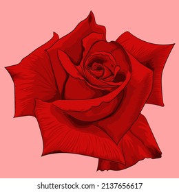 beautiful Red roses hand drawn.