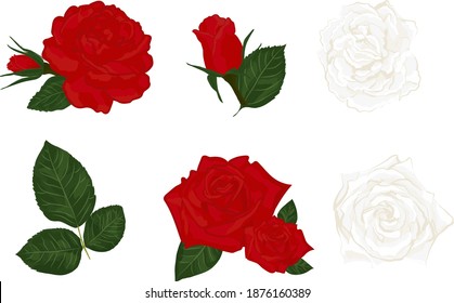 Beautiful red roses set, for different purposes. Vector illustration