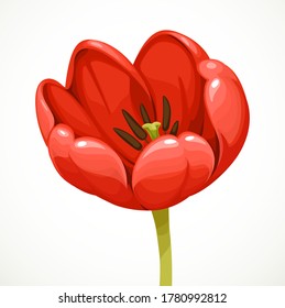 Beautiful red tulip flower isolated on white background