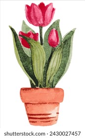 Hermosas flores de tulipán rojo creciendo en pintura de acuarela de maceta. Flor de primavera planta de jardín arte acuarela