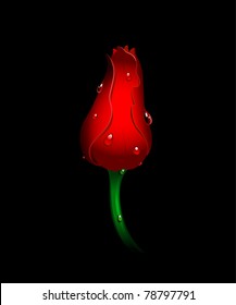 Beautiful red tulip on black