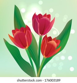 Beautiful Red Tulip. Vector Flower
