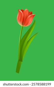 beautiful red tulip vector illustration