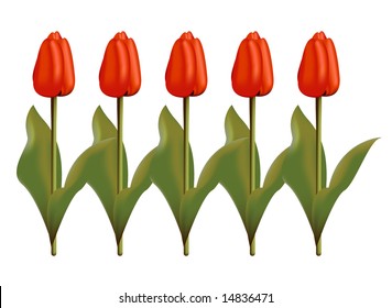 Beautiful red tulips.