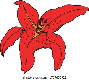 Beautiful red vector lily flower