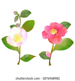beautiful red and white camellia, watercolor painting