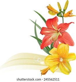 Beautiful red and yellow lilies on a white background. 