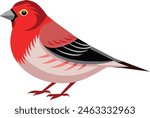 Beautiful redpoll bird standing on the ground, vector art illustration