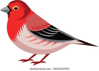 Hermoso pájaro redpoll de pie en el suelo, ilustración de Arte vectorial