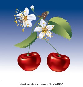 beautiful  ripe cherry and flowers on a branch