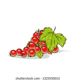 Beautiful ripe currant. Vector illustration. Berries and fruits, summer. 