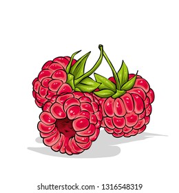 Beautiful ripe raspberry. Vector illustration. Berries and fruits, summer.