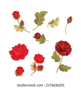 Beautiful romantic rose with leaves and petal