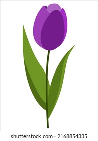 Beautiful romantic vector tulip flower