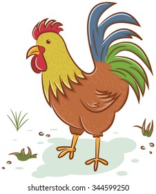 Beautiful rooster isolated on white background