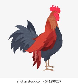 Beautiful rooster isolated on white background. Vector illustration. The symbol of the year 2017.