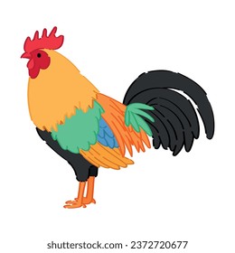 Beautiful rooster on white background