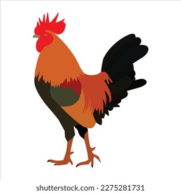 A beautiful rooster vector art work