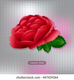 A beautiful rose