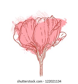 Beautiful rose design isolated on white background. Hand drawn vector illustration.