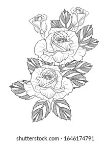 Beautiful rose drawing vector graphic tattoo art. 