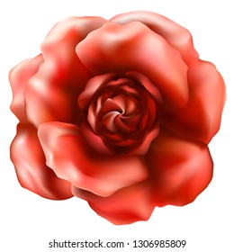 Beautiful rose flower