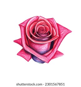 Schöne Rosenblume in Blüte, Vektorgrafik EPS10