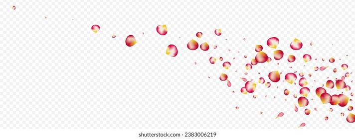 Beautiful Rose Flying Vector Panoramic Transparent Background. Spring Blossom Template. Pink Cherry Japanese Wallpaper. Red Petal Falling Banner.