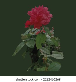 bella rosa en gradiente de fondo de árbol verde