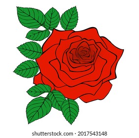 Beautiful rose illustration in white background